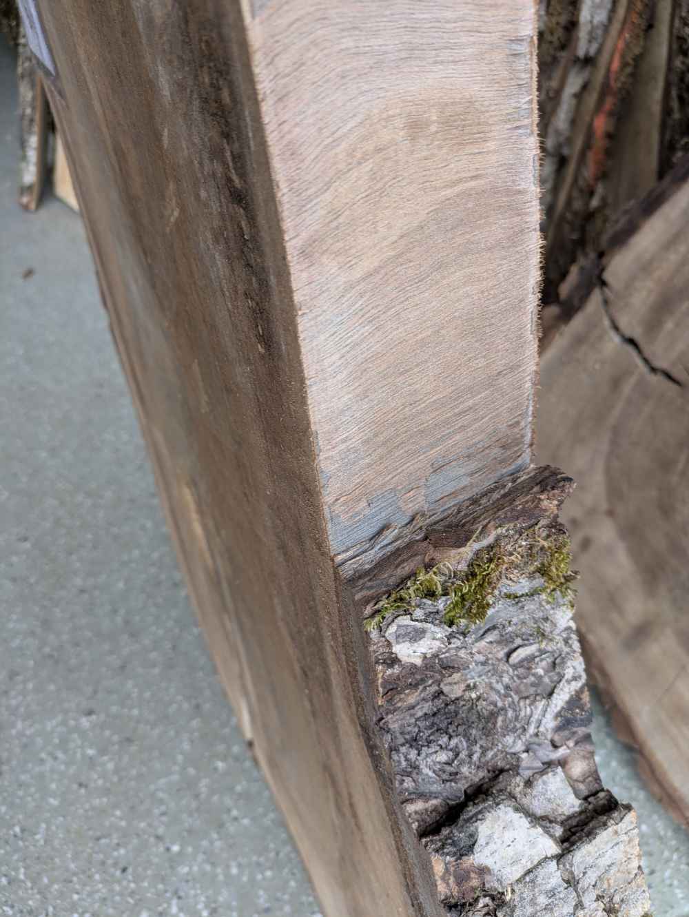 Baumscheibe groß länglich