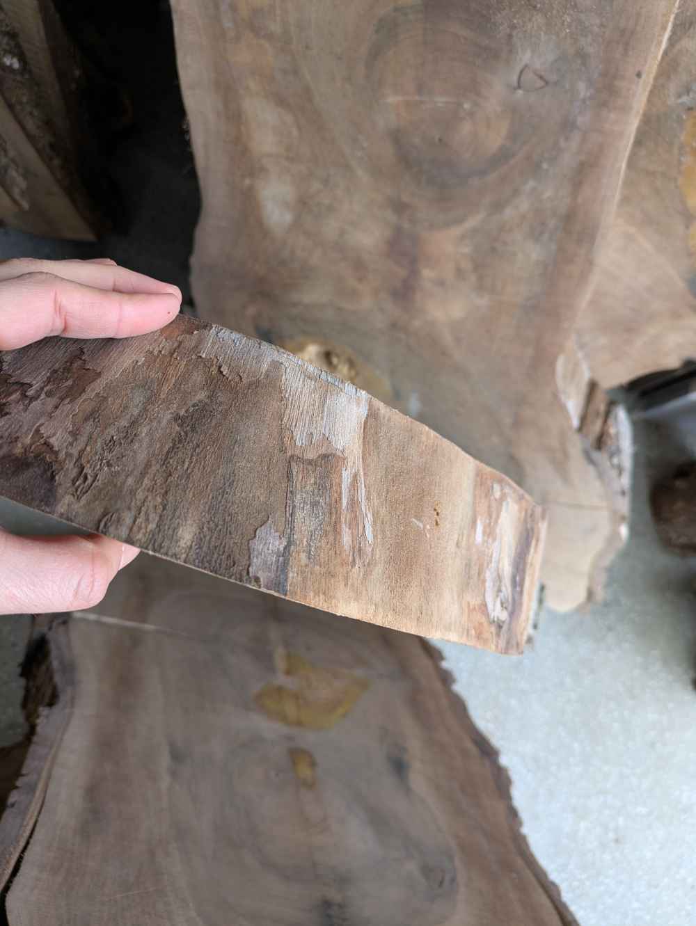 Baumscheibe groß (10)