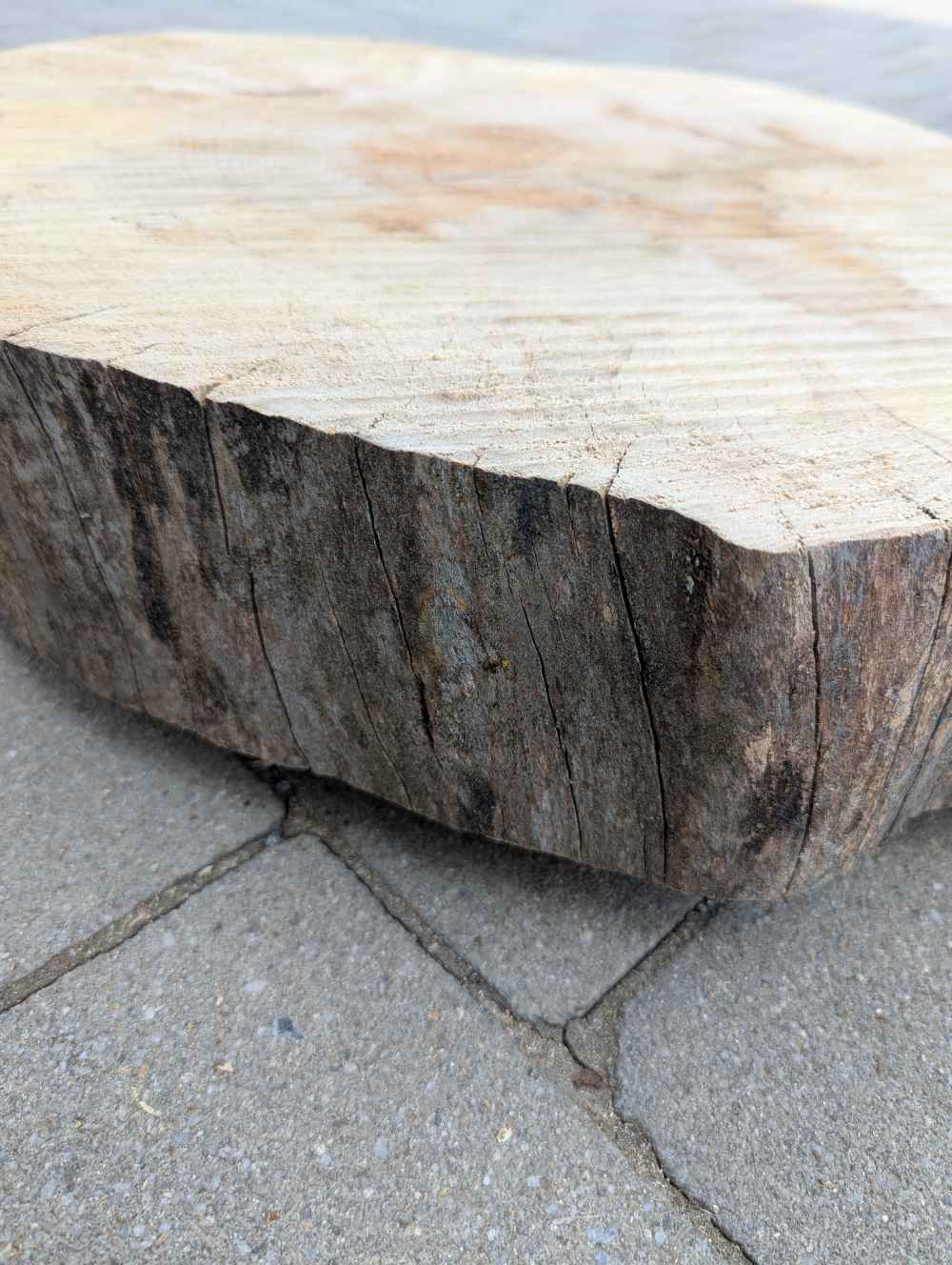 Große Baumscheibe Apfelsine